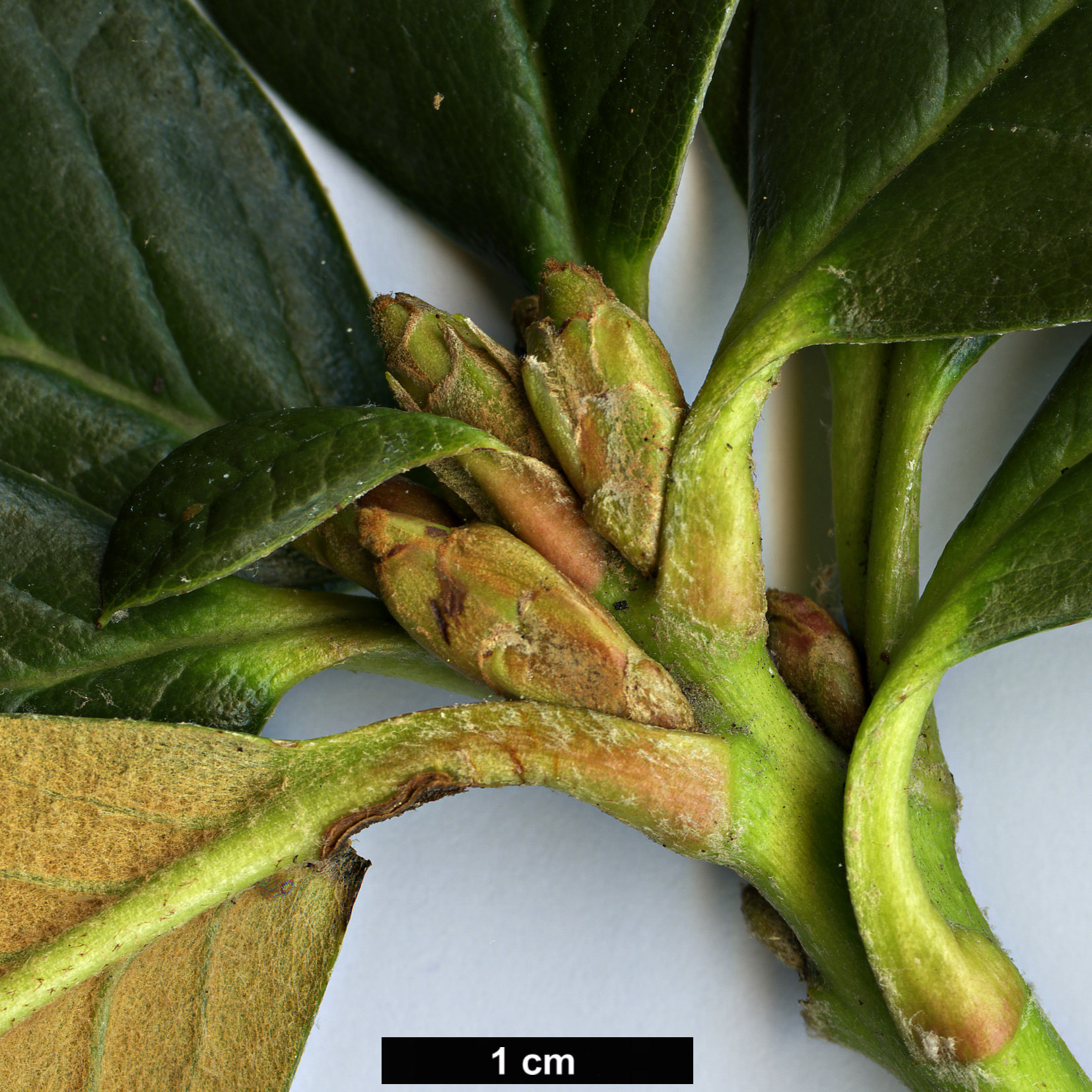 High resolution image: Family: Ericaceae - Genus: Rhododendron - Taxon: citriniflorum - SpeciesSub: var. horaeum